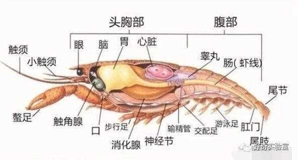 小龙虾的心脏在哪里 蚂蚁庄园小龙虾心脏位置_小龙虾的心脏在哪里攻略